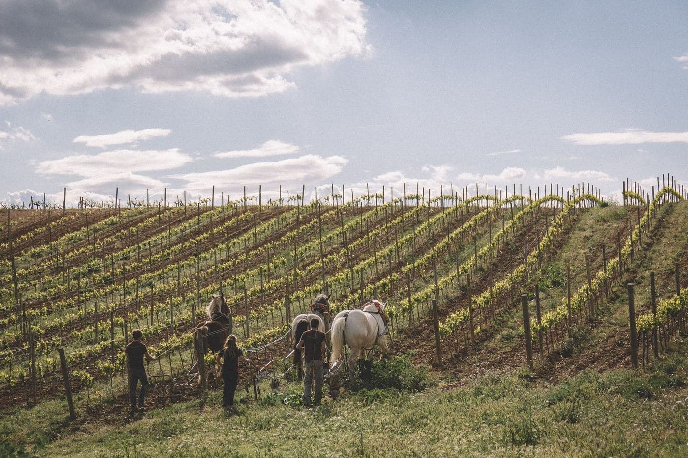 Vinhedo do Penedès sendo lavrado com cavalos, ao fundo, em dia de céu claro