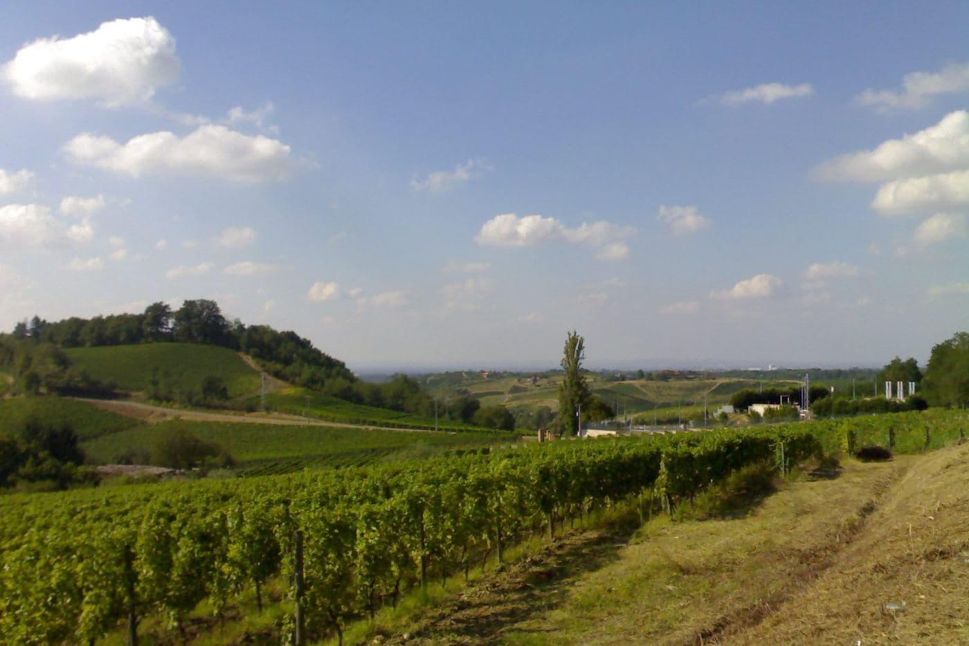 Vinhedo em colina entre Novi Ligure e Gavi, terra da Cortese