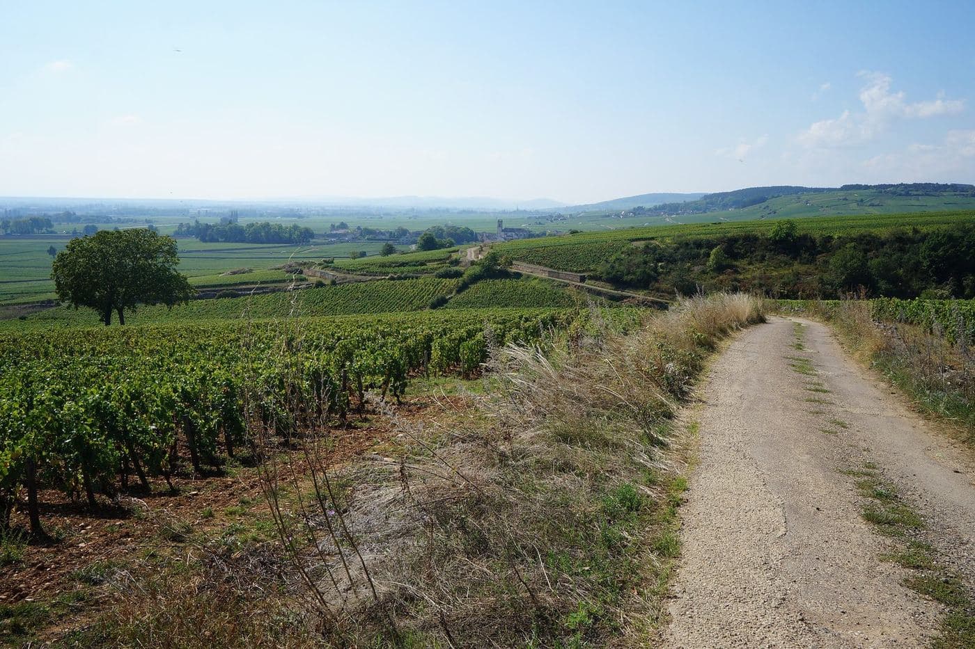 Caminho entre vinhedos da Côte de Beaune com a igreja de Meursault ao fundo