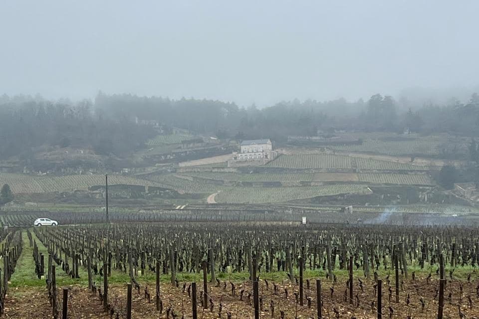 Vinhedo de inverno na Côte de Nuits com encosta enevoada ao fundo