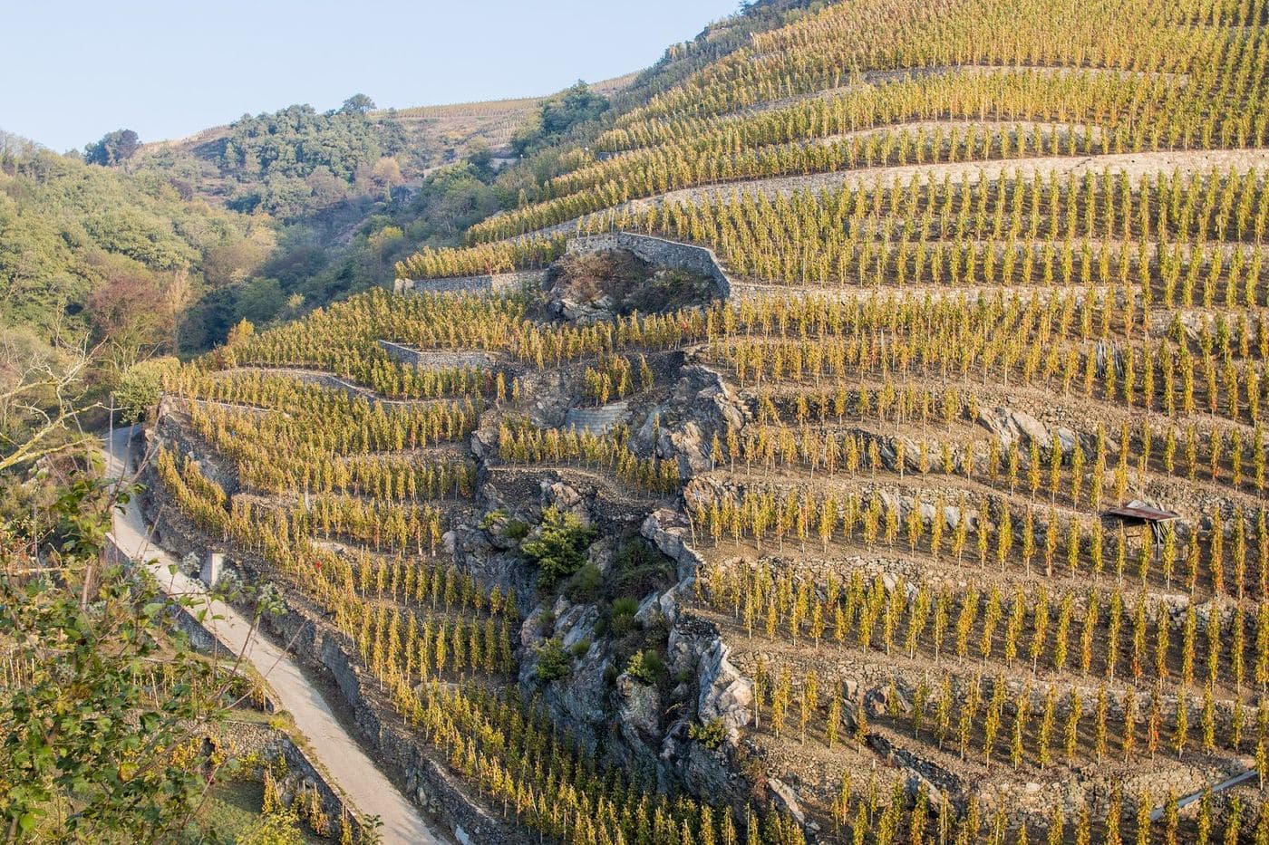 Encostas íngremes em terraços de vinhedos dourados da Côte-Rôtie