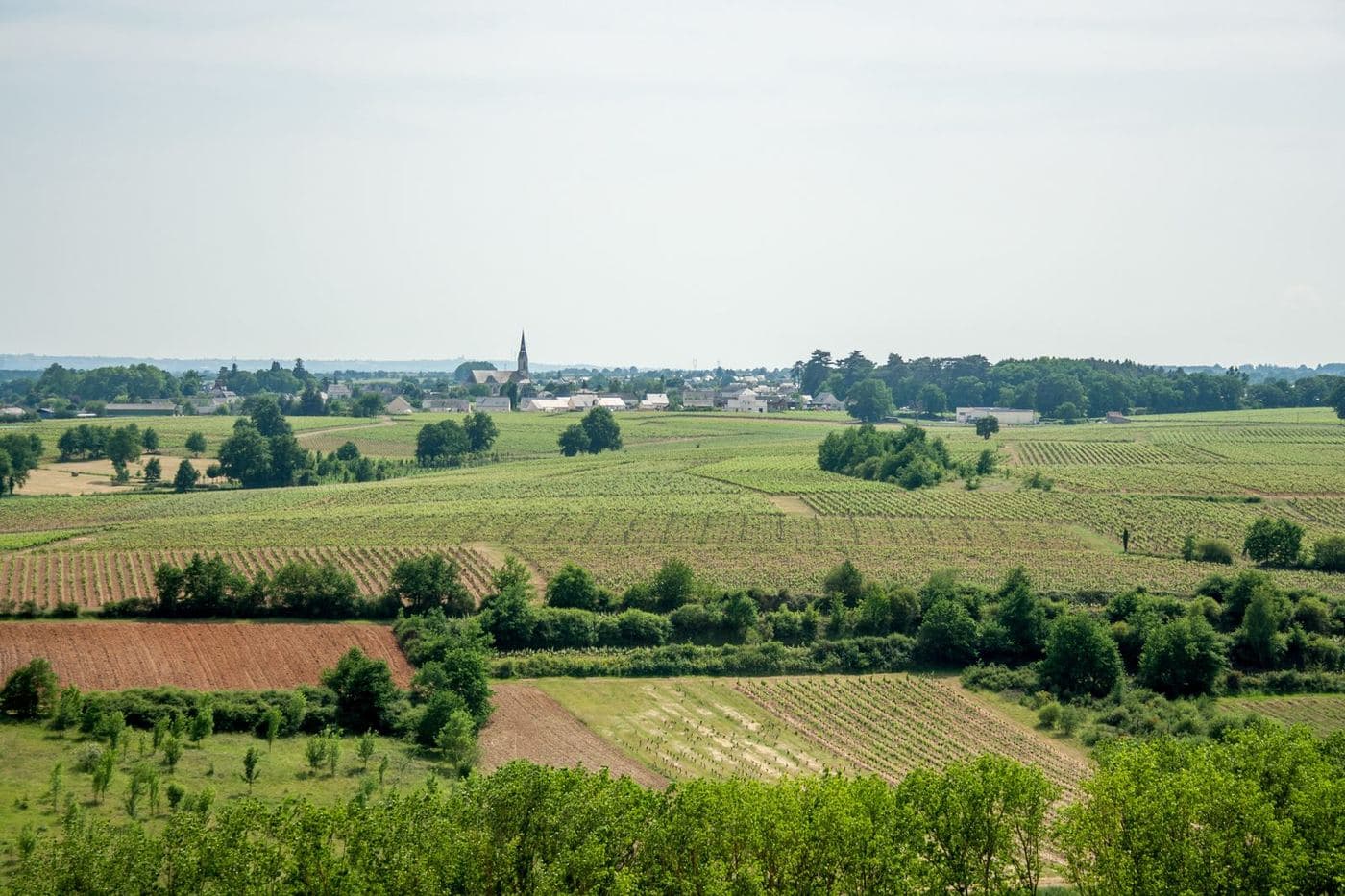 Vista ampla das encostas de vinhedos do Coteaux du Layon