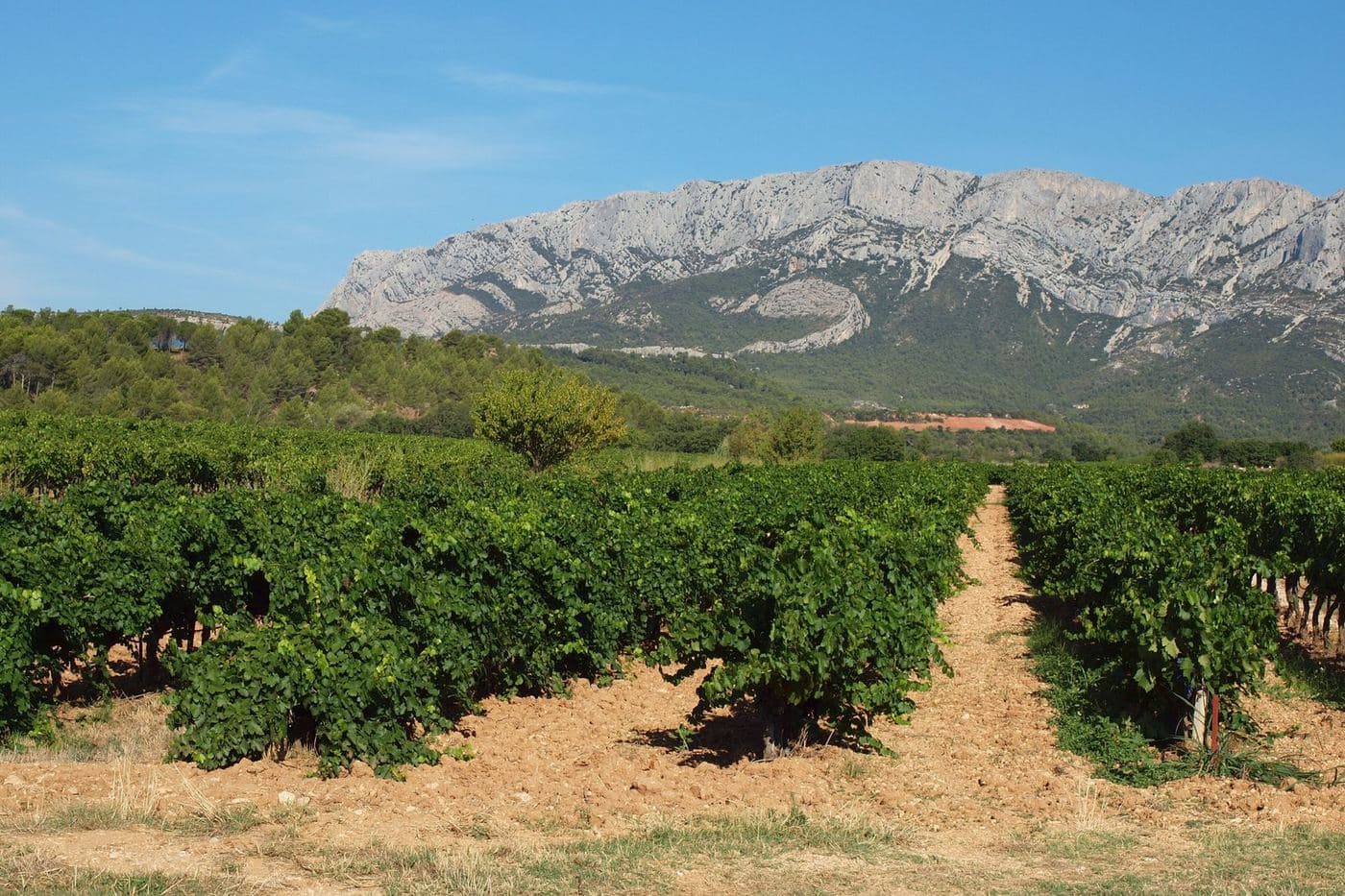 Vinhedos de Puyloubier com o maciço da Sainte-Victoire ao fundo