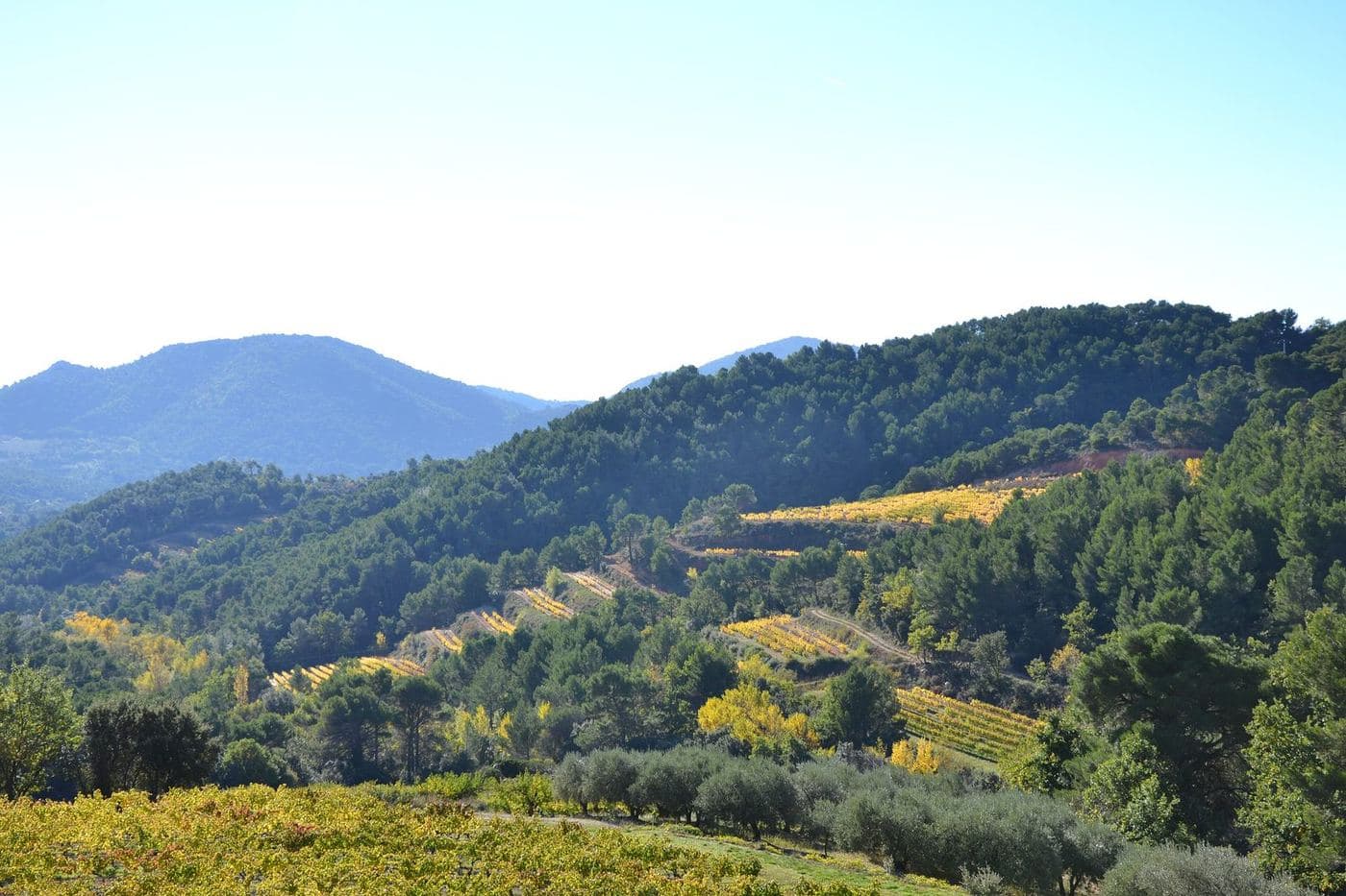 Vinhedos em terraços entre colinas arborizadas perto de Suzette, sul do Rhône