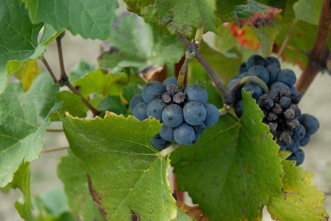 Cachos de uva Croatina entre folhas no Oltrepò Pavese