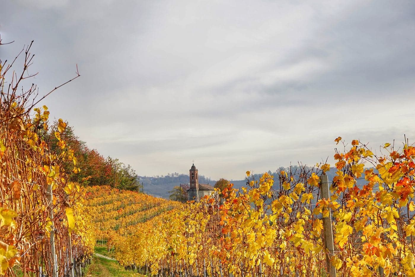Vinhedos dourados de outono perto de Montelupo Albese, nas Langhe