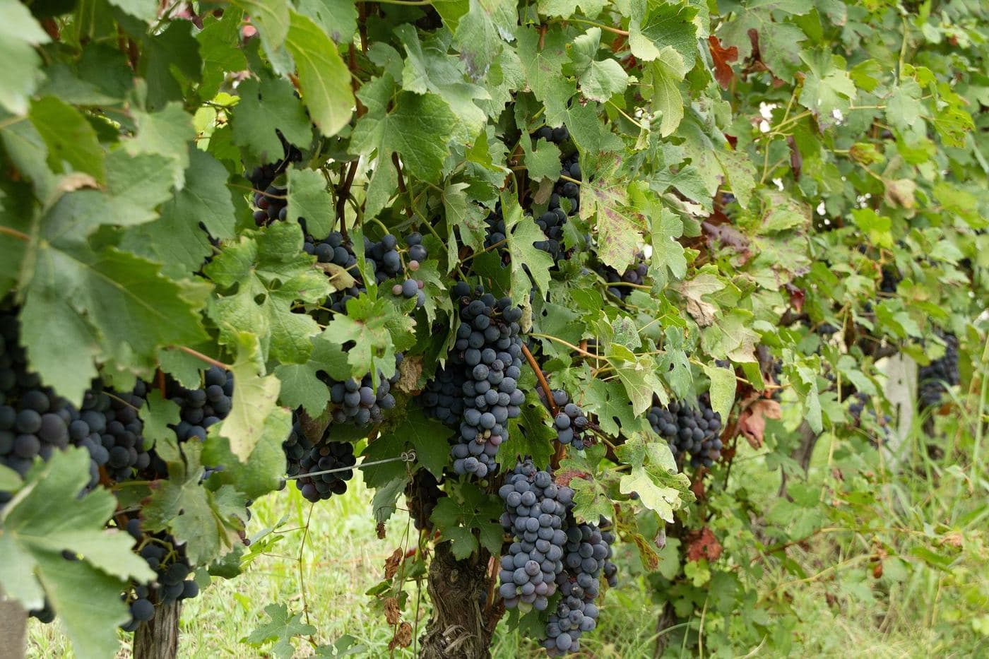 Videira velha de Dolcetto carregada de cachos escuros