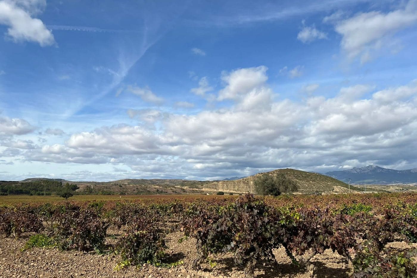 Vinhedo de cepas baixas em solo pedregoso com serra ao fundo, na Rioja