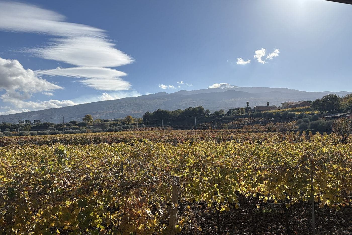 Vinhedo outonal com o vulcão Etna ao fundo sob céu azul