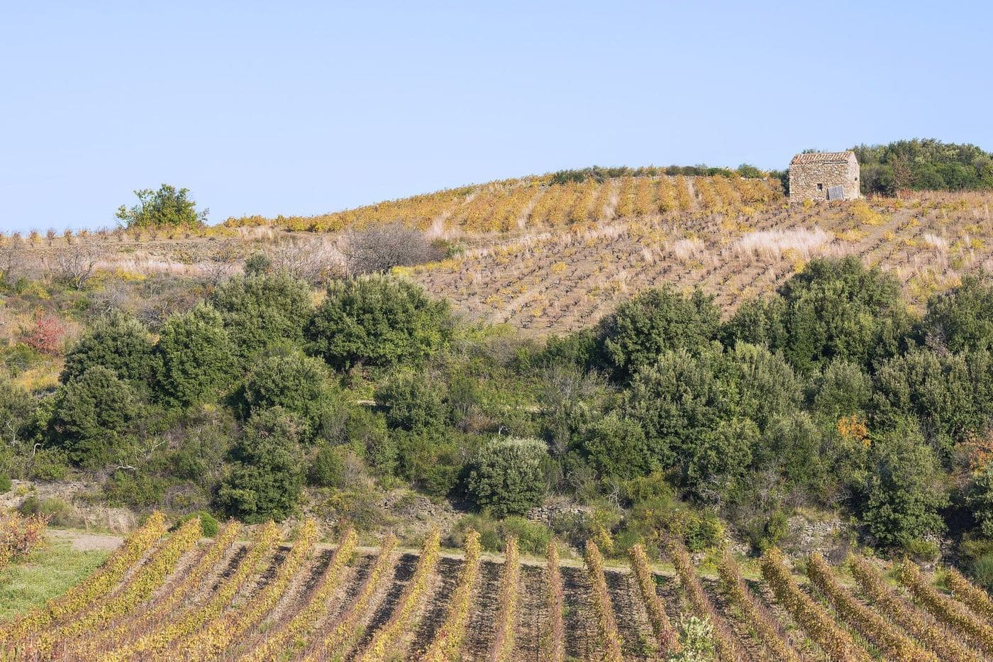 Vinhedos de outono e mazet de pedra em Faugères, Languedoc