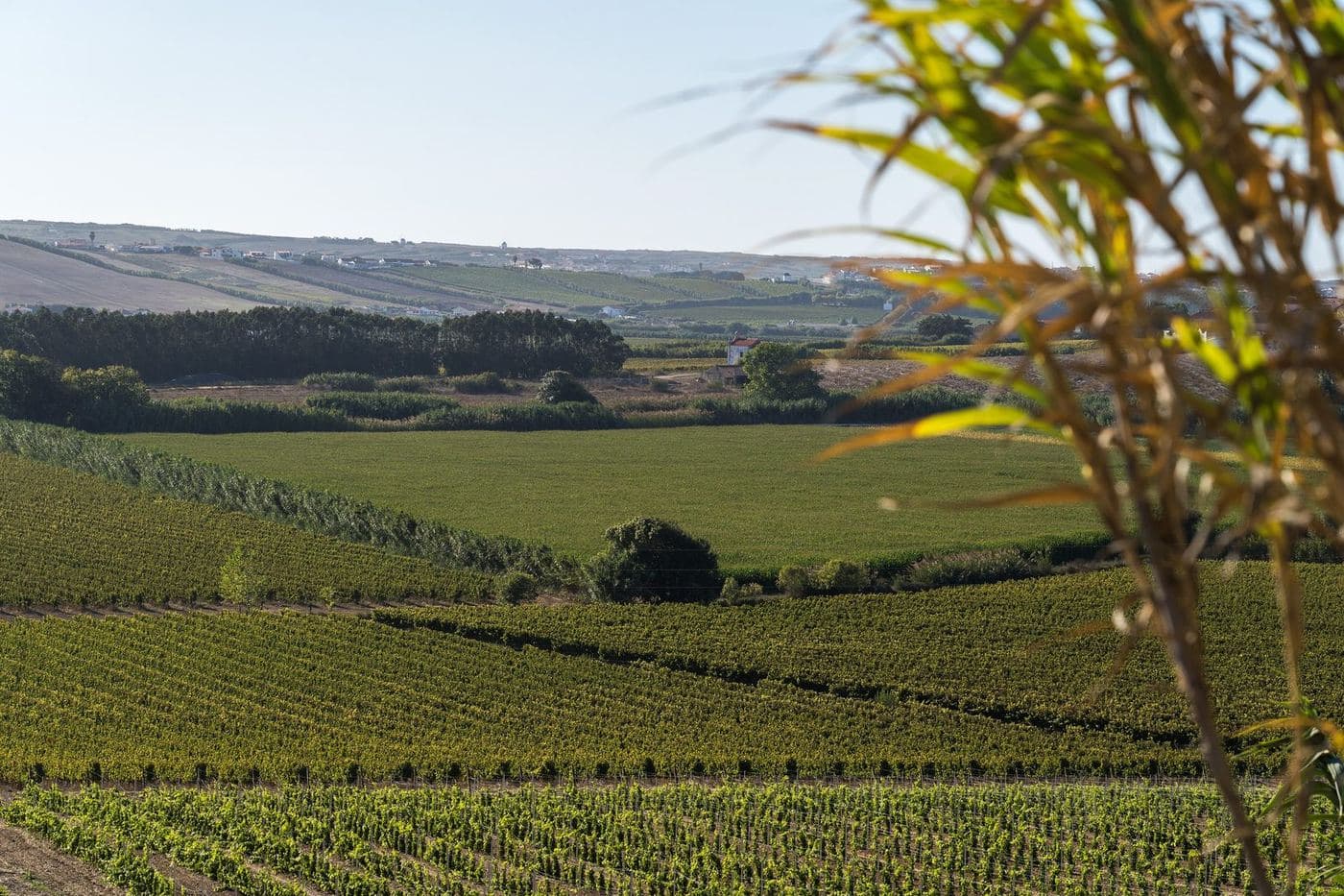 Vinhedos extensos em colinas suaves de Torres Vedras, região de Lisboa