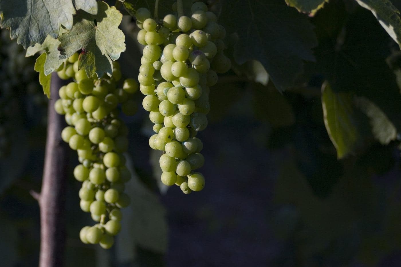 Cachos verdes de Fiano pendendo da videira na Campânia