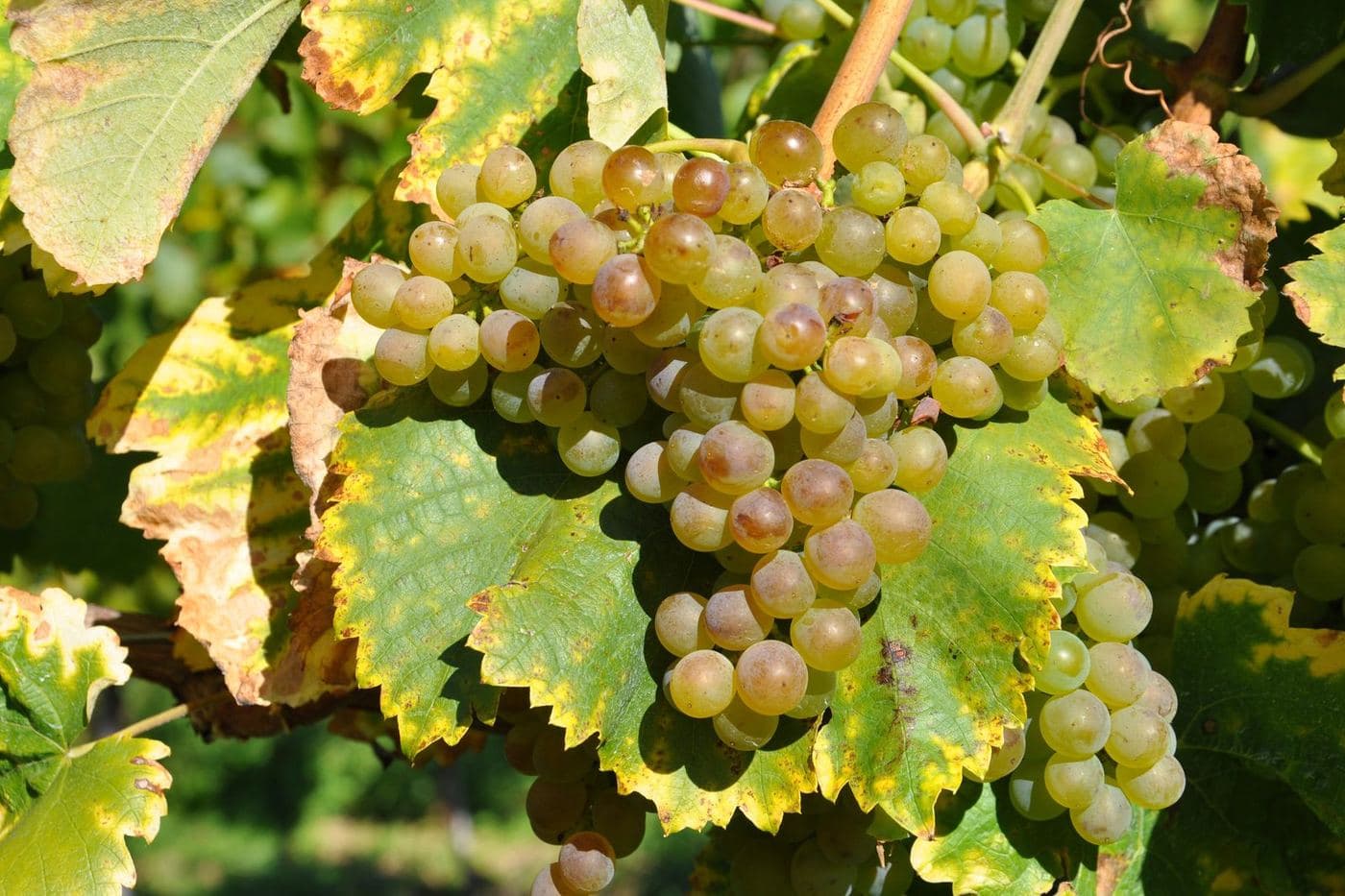 Cacho dourado de uva Fiano entre folhas amareladas na videira