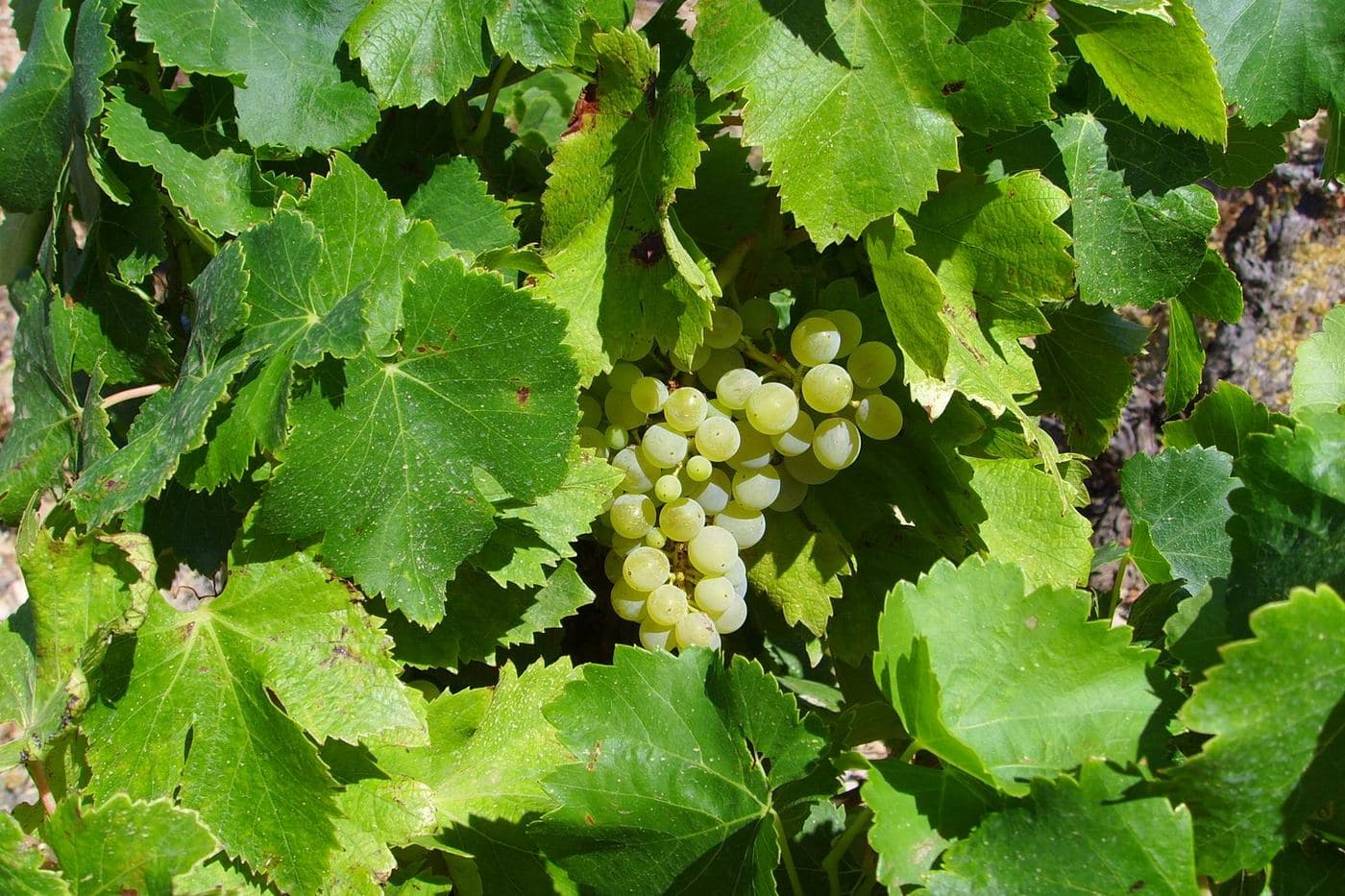 Cacho de uvas entre folhas verdes em vinhedo da AOC Fitou