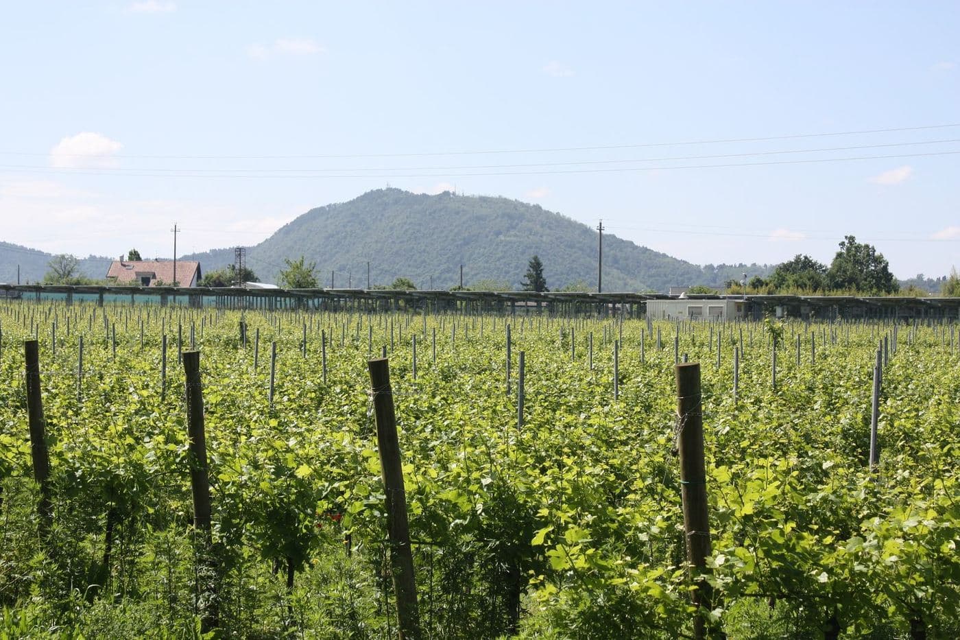 Fileiras de vinhedo em Adro, na Franciacorta, com colina ao fundo