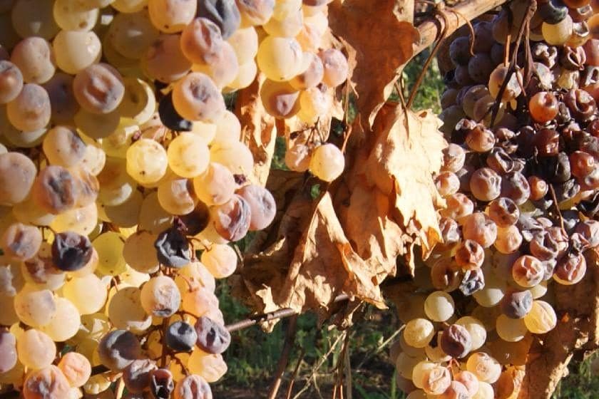 Cachos dourados de Malvasia passificando na planta para o Frascati Cannellino