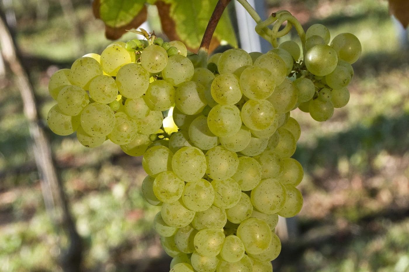 Cacho de uva Friulano pendurado na videira