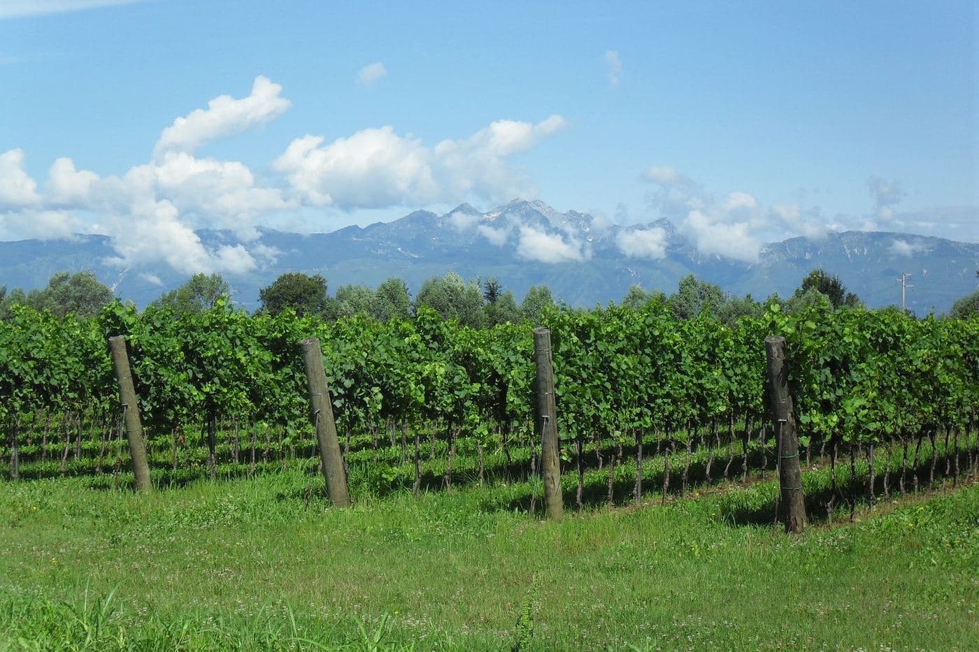 Vinhedo na planície de Zoppola com os Alpes ao fundo