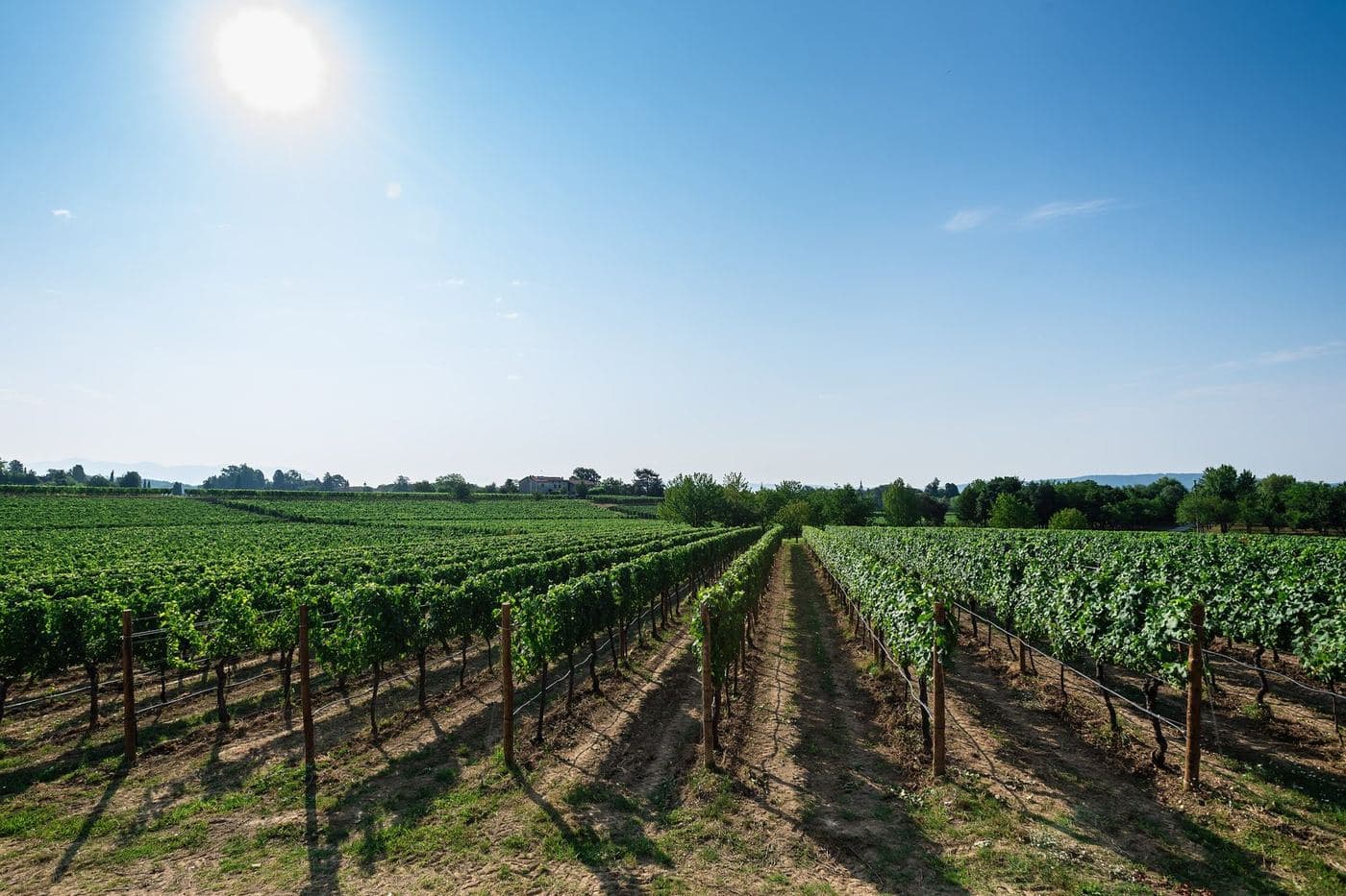 Fileiras de vinhedo verde em dia de sol no Friuli