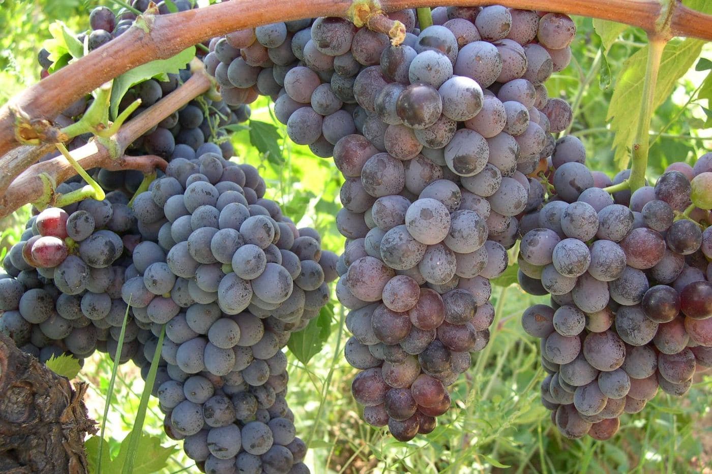 Cachos de uva Gaglioppo maduros na videira, na Calábria