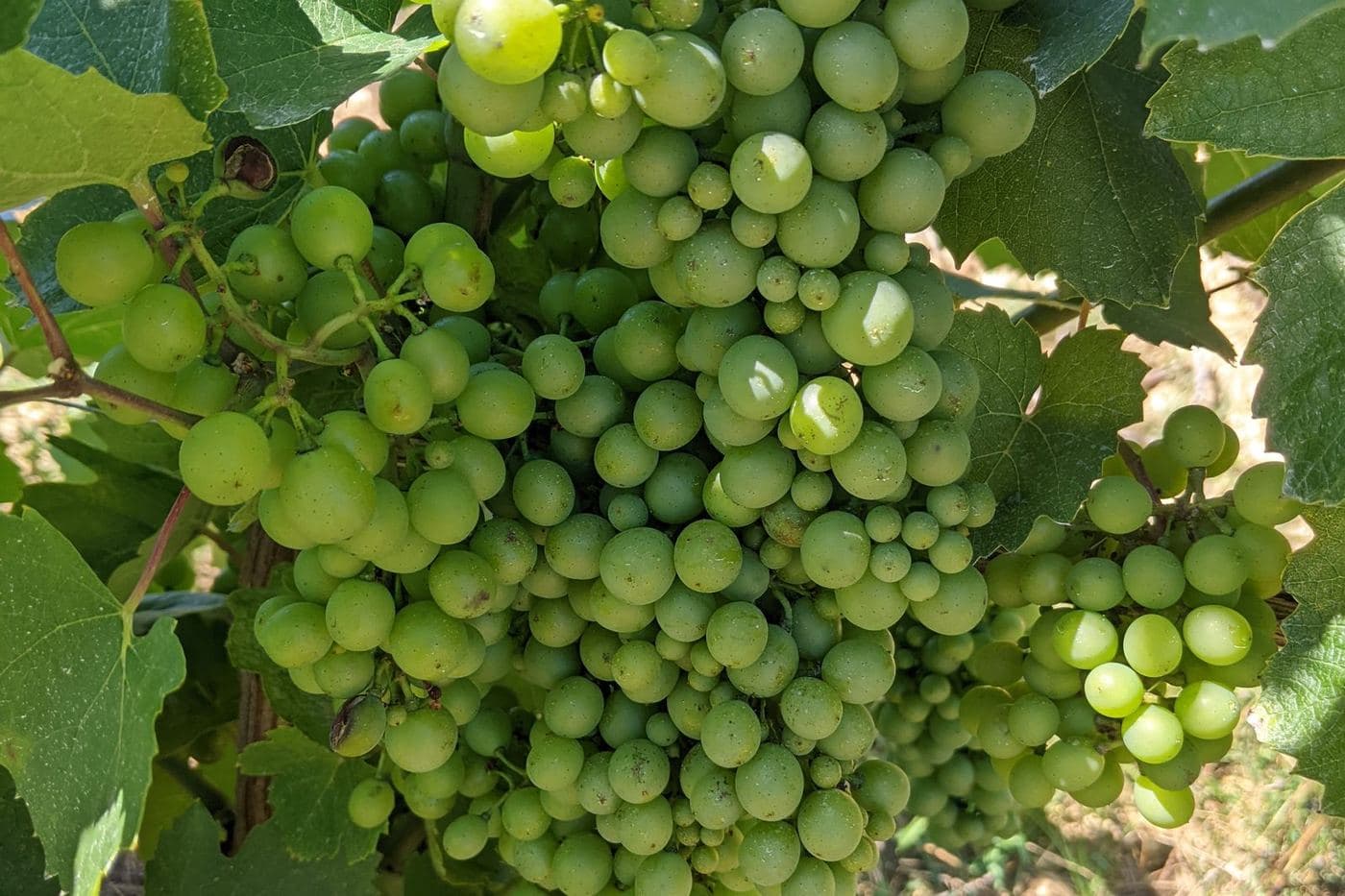 Cacho de Gamay ainda verde em vinhedo do Beaujolais