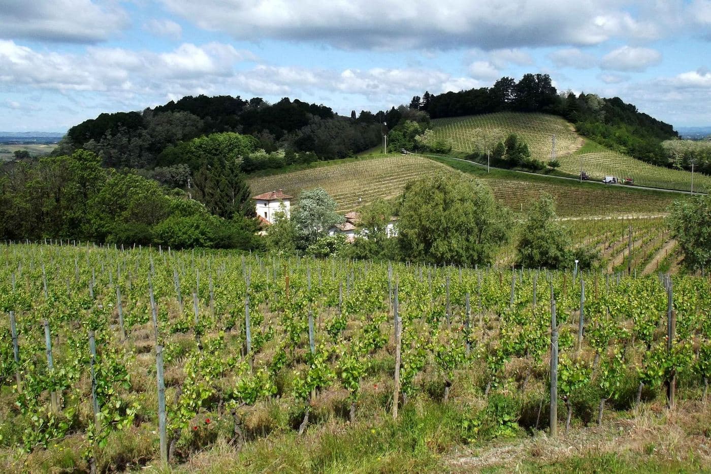 Vinhedos e colinas arborizadas na zona de produção de Gavi