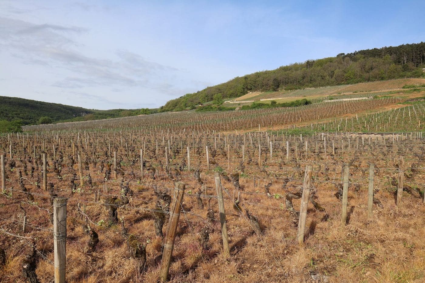 Vinhedo do Premier Cru Les Cazetiers em Gevrey-Chambertin