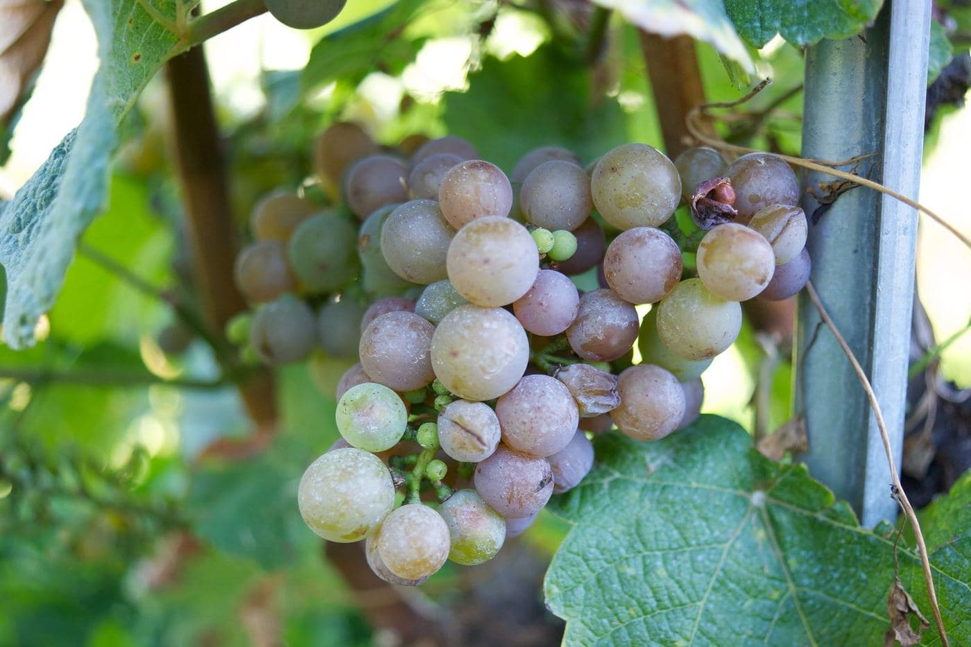 Cacho de Gewürztraminer com bagas rosadas entre folhas