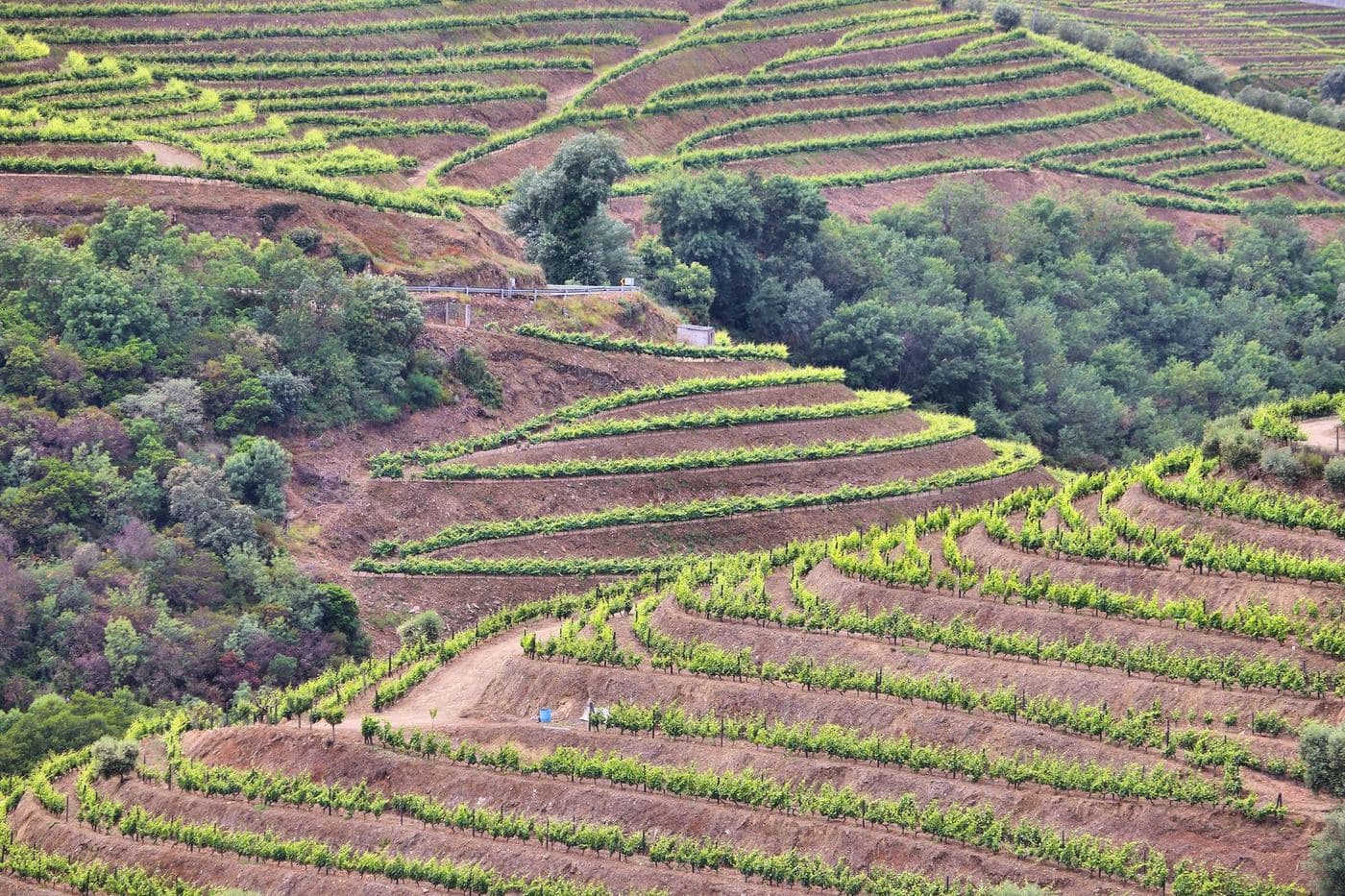 Socalcos de vinhas em encosta íngreme no Peso da Régua, Douro
