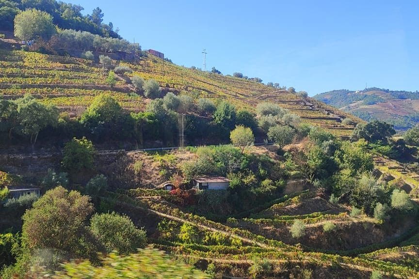 Encosta do Douro com vinhedos em socalcos e oliveiras