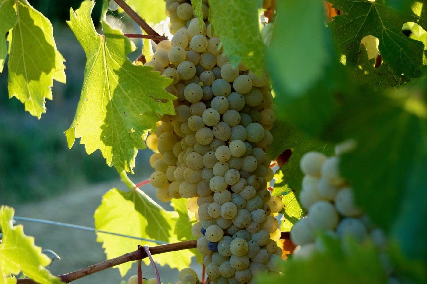 Cachos de uva Grechetto di Todi iluminados pelo sol