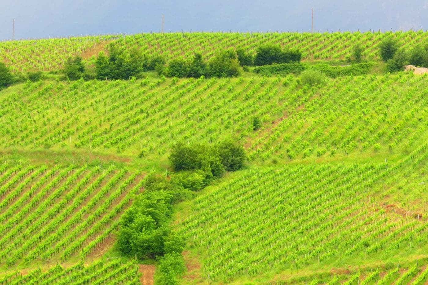 Encostas de vinhedos verdes em Tufo, na Irpinia, com casa no alto