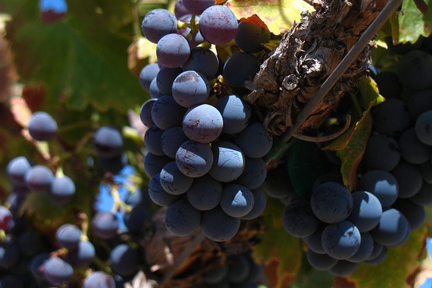 Cachos de Grenache maduros ao lado de tronco de videira