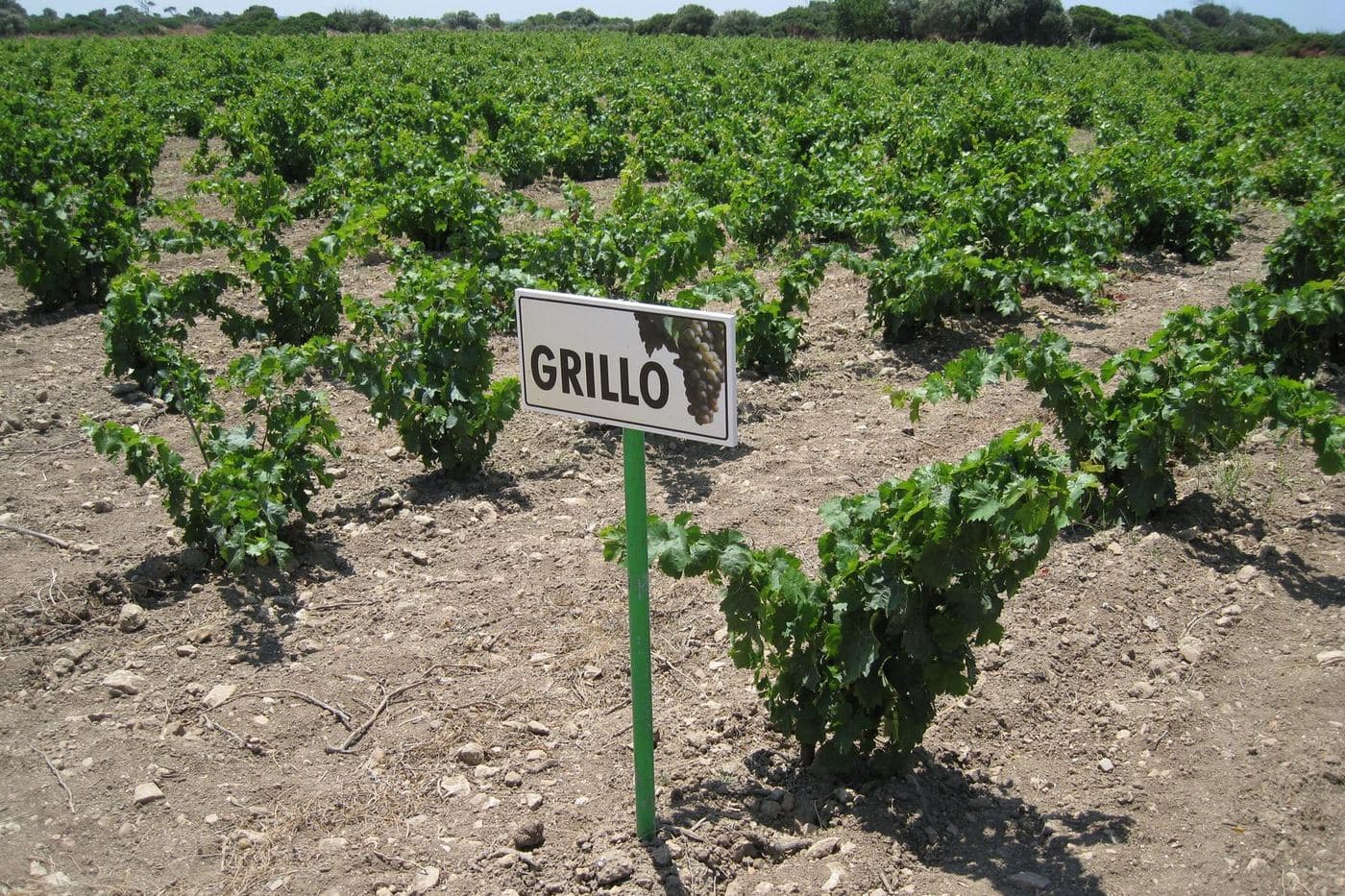 Videiras de Grillo com placa de identificação na ilha de Mozia, Sicília