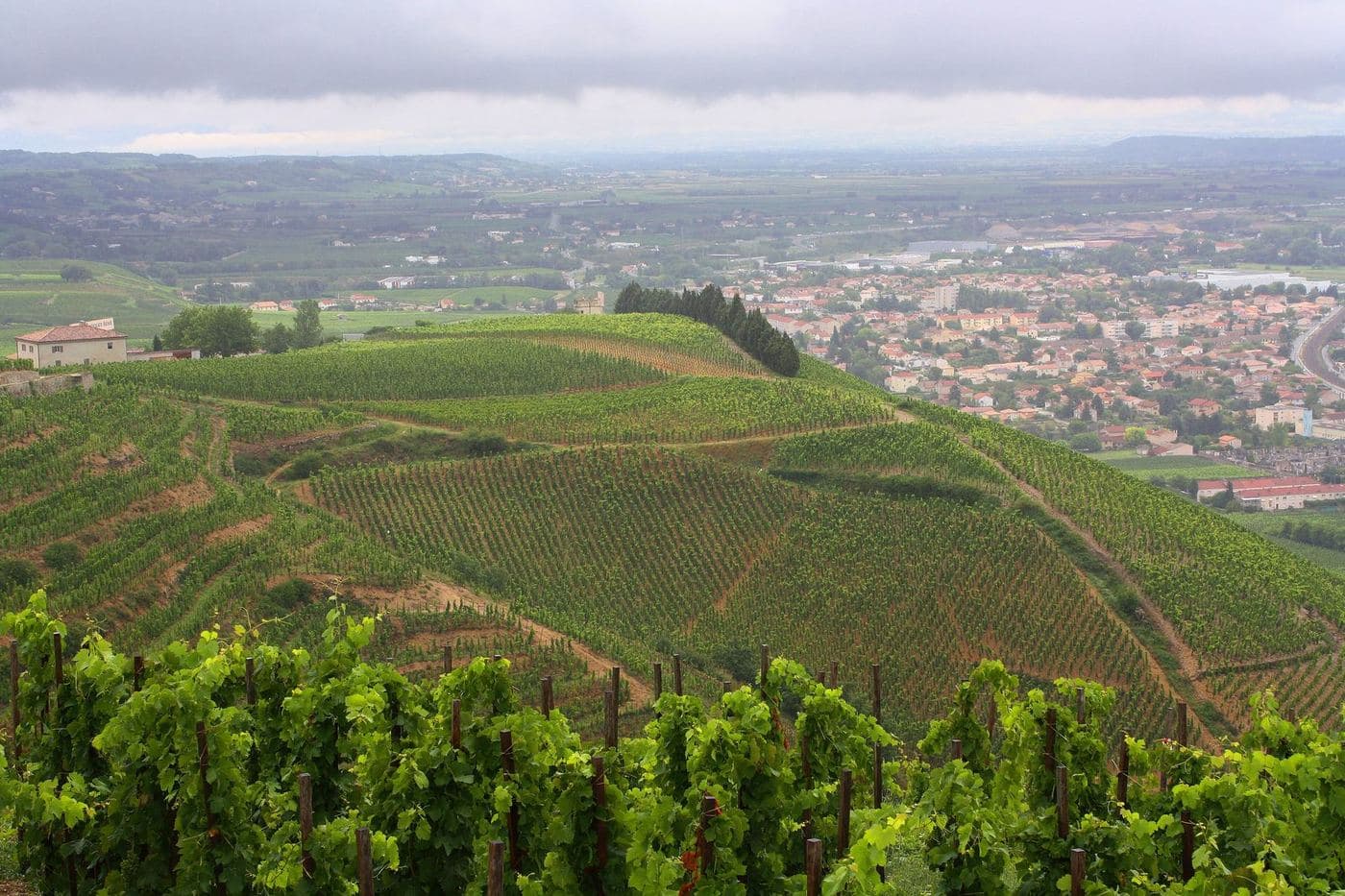 Vinhedos em terraços na colina de Hermitage com Tain ao fundo