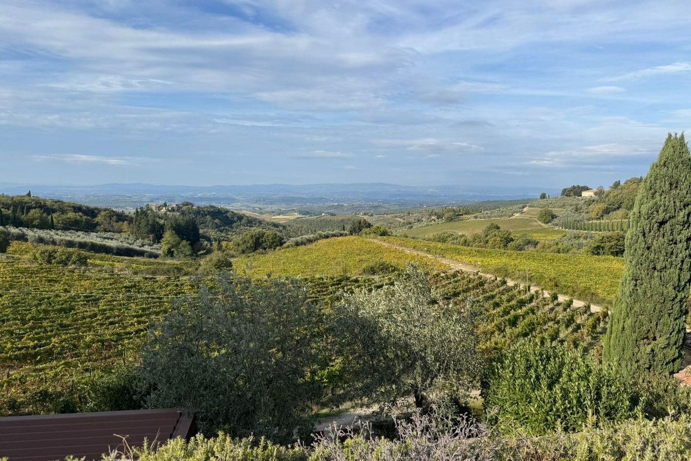 Vinhedos outonais em encosta com cipreste e colinas ao fundo na Toscana