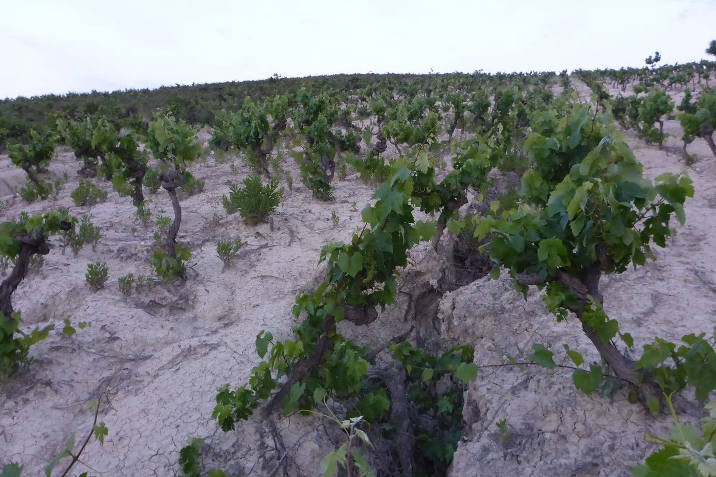 Videiras em solo branco de albariza em Jerez de la Frontera