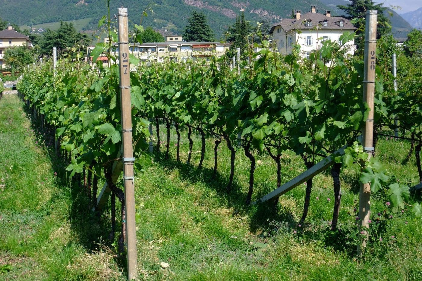 Vinhedo de Lagrein em espaldeira no Alto Ádige