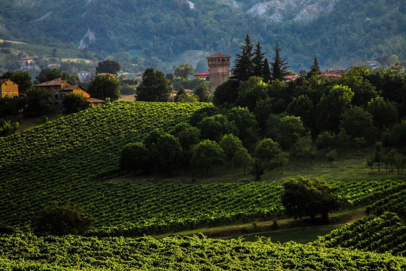 Colinas de vinhedos em Castelvetro di Modena com a torre de Levizzano ao fundo