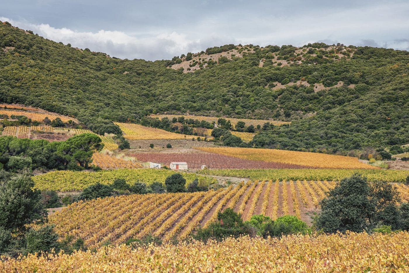 Vinhedos em cores de outono ao pé do Pic de Vissou, no Languedoc
