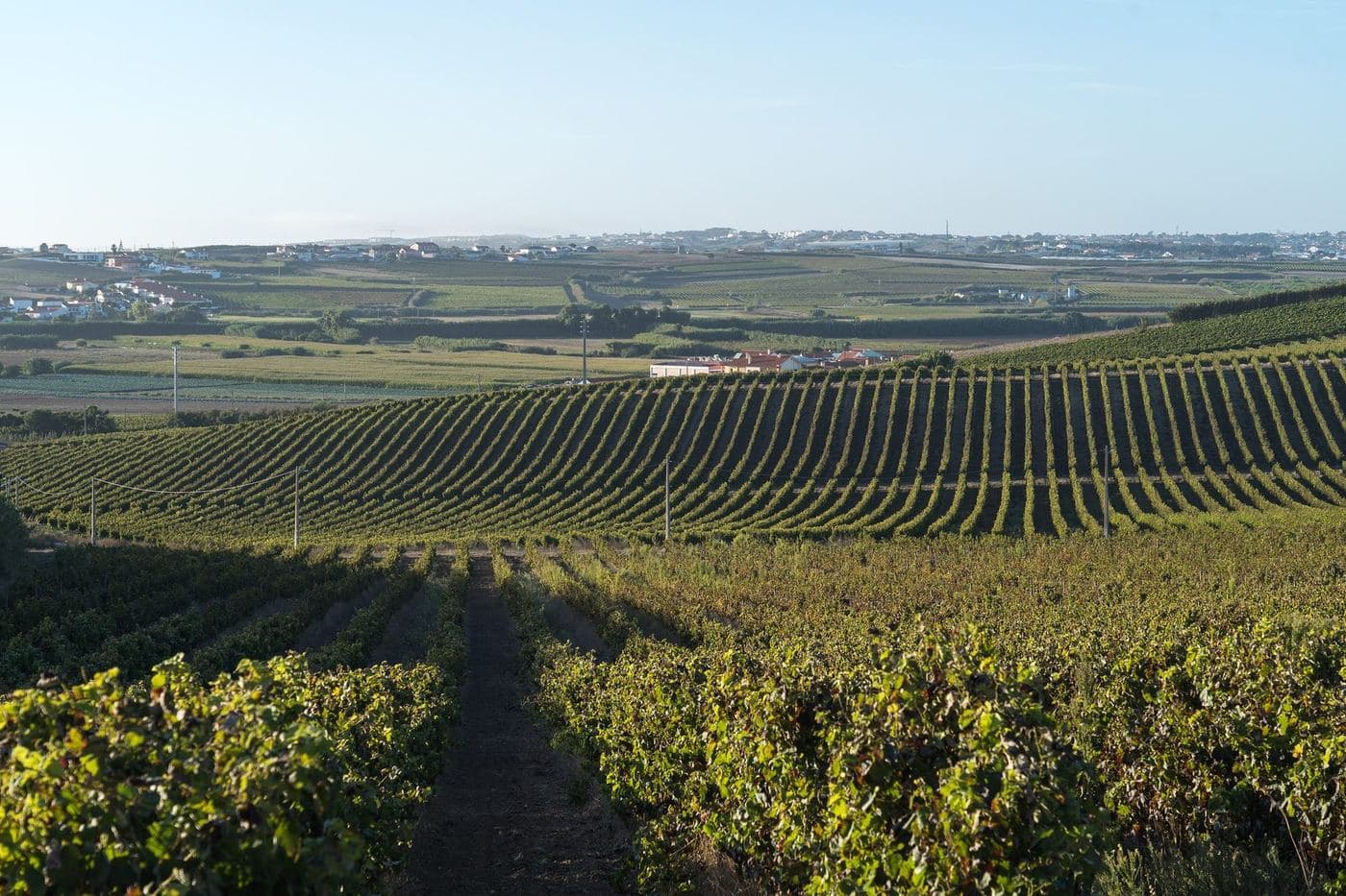 Fileiras de vinhas em colinas suaves de Torres Vedras, na região de Lisboa