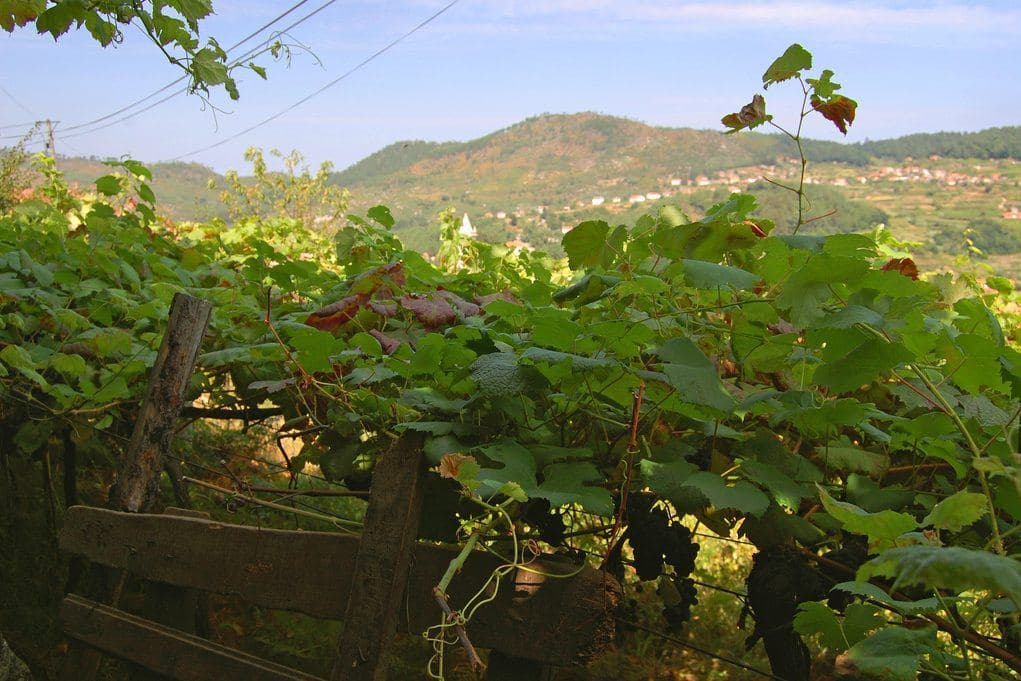 Vinhas altas em ramada no Minho, com colinas e casas ao fundo