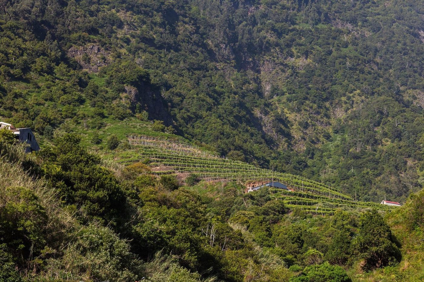 Vinhas em socalcos na encosta verde de São Vicente, na ilha da Madeira