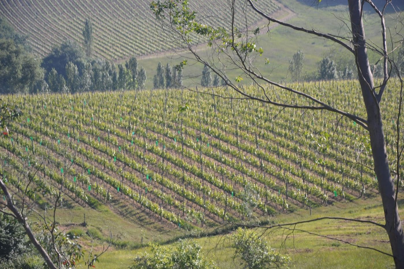 Vinhedos de Madiran em encostas suaves vistos entre árvores