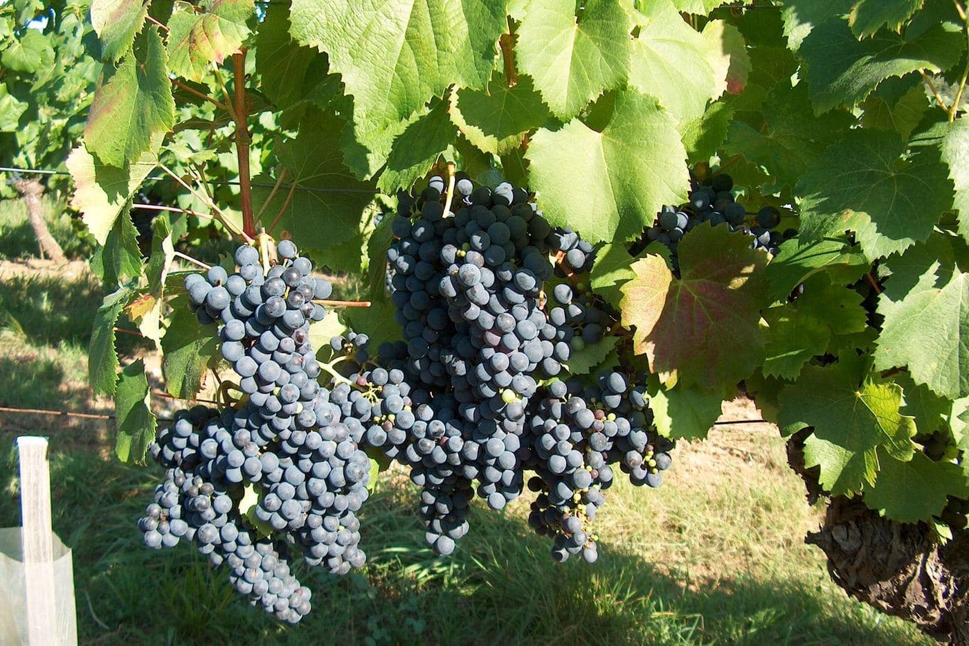 Cachos de uvas tintas maduras em vinhedo de Cahors, terra do Malbec