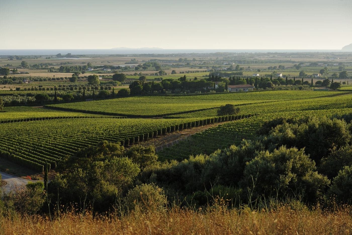 Vinhedos na Maremma com planície costeira e mar ao fundo