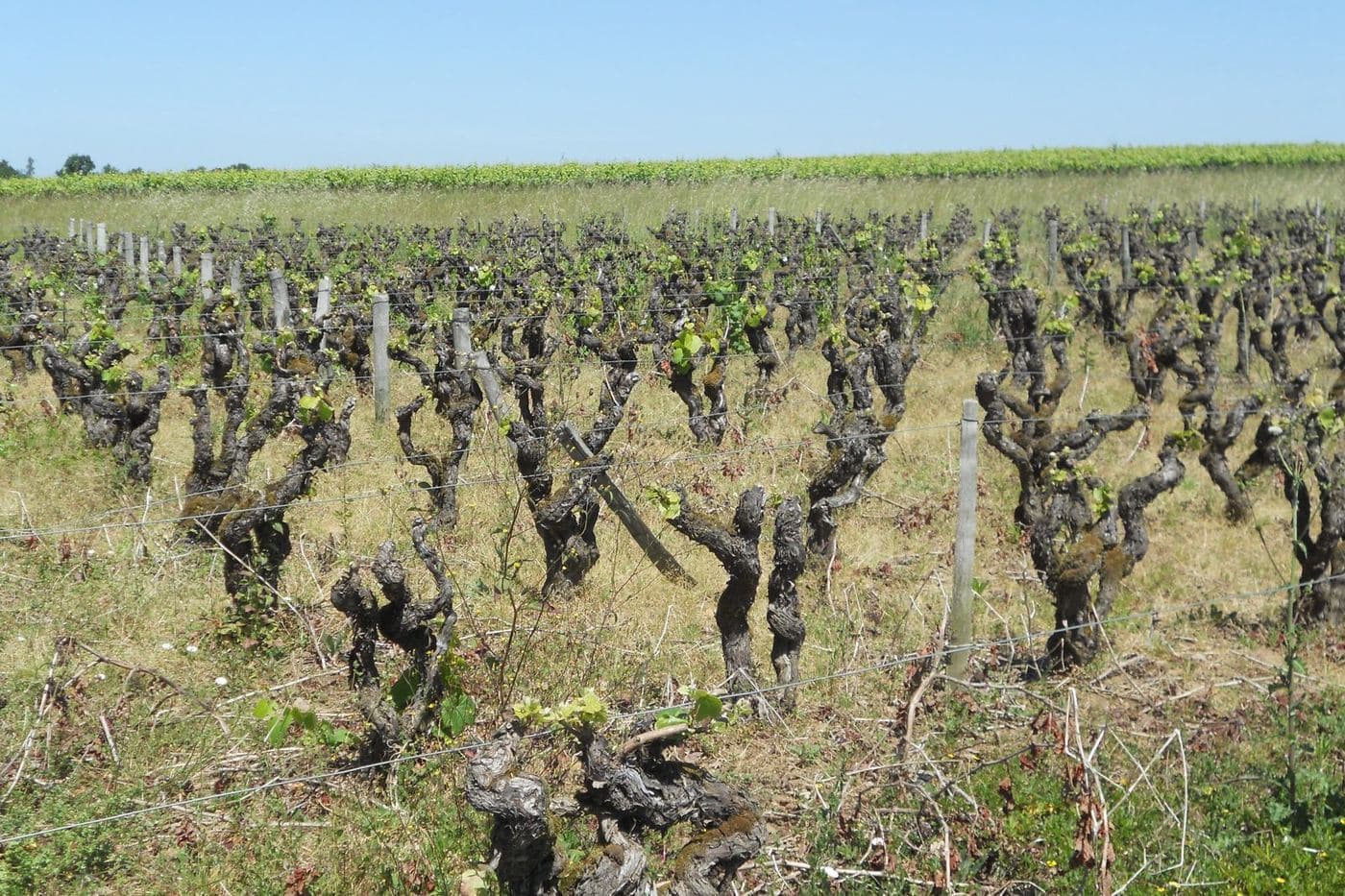 Videiras velhas de Melon de Bourgogne brotando em vinhedo do Muscadet