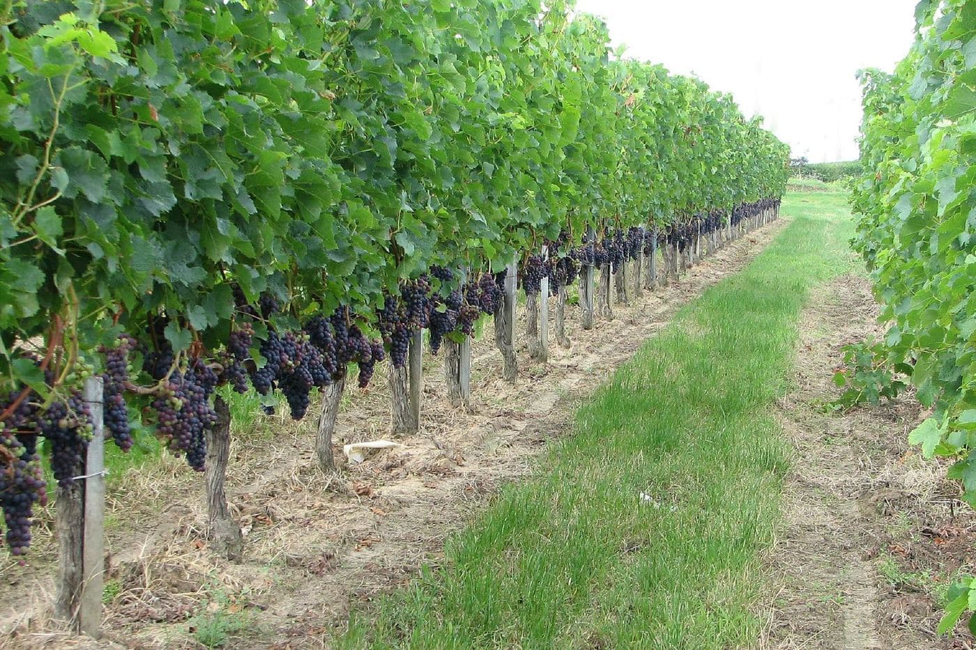 Fileira de videiras com cachos de Merlot maduros em Bourg, Bordeaux