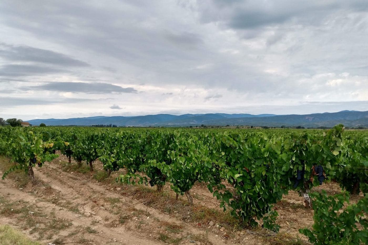 Vinhedo perto de Peyriac-Minervois com a Montagne Noire ao fundo