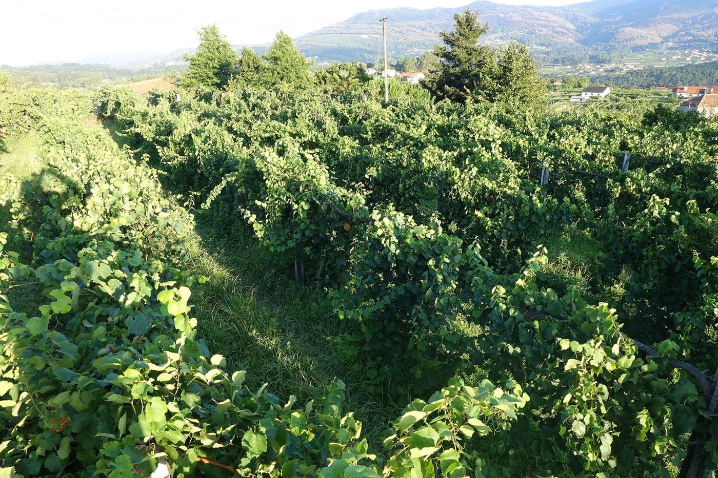 Vinhedo verdejante em Melgaço, no Minho, com montanhas ao fundo